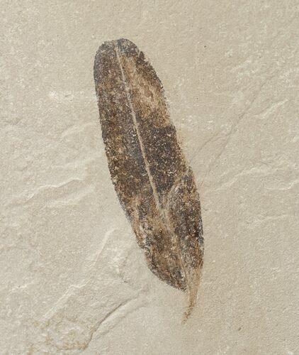 Fossil Caesalpinia Leaf - Green River Formation #16322